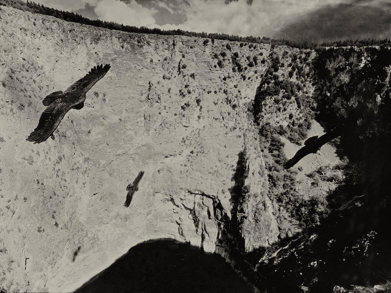 California Condor Imotski Croatia